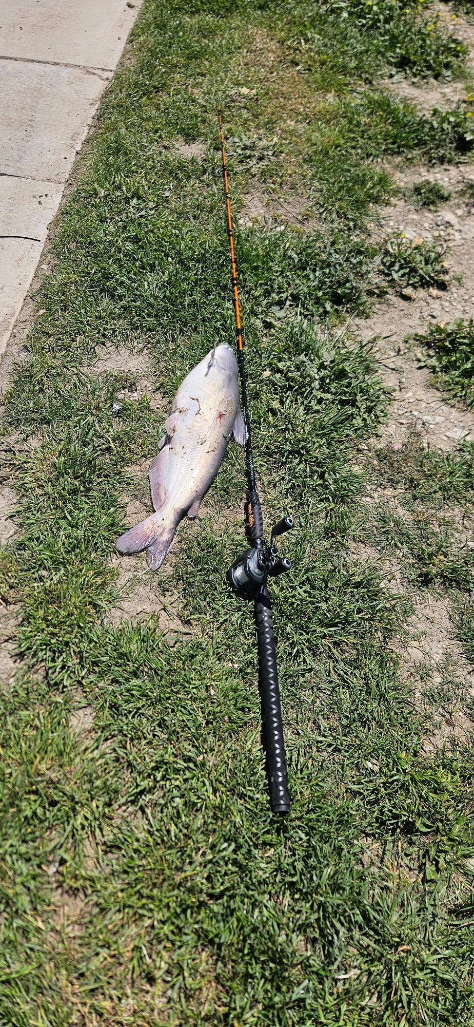 Carbon Catfish Casting Rod Carbon Catfish Casting Rod