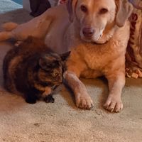 Customer-uploaded image. Click to see more details. The image represents: A golden-colored dog lying on carpet next to a small tortoiseshell kitten in a home setting