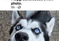 Customer-uploaded image. Click to see more details. The image represents: A husky dog with blue eyes and black and white fur looking at the camera with its mouth open in a happy expression