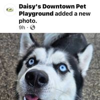 Customer-uploaded image. Click to see more details. The image represents: A husky dog with blue eyes and black and white fur looking at the camera with its mouth open in a happy expression