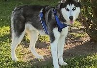 Customer-uploaded image. Click to see more details. The image represents: A Siberian Husky dog with black and white fur and blue eyes wearing a blue harness, standing on grass near trees