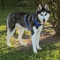 Customer-uploaded image. Click to see more details. The image represents: A Siberian Husky dog with black and white fur and blue eyes wearing a blue harness, standing on grass near trees