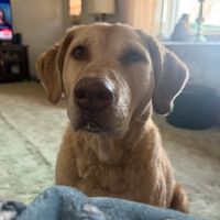 Customer-uploaded image. Click to see more details. The image represents: A golden-colored senior dog with gray fur around the muzzle sitting on a carpet in a living room, looking directly at the camera with a blue blanket or toy visible in the foreground