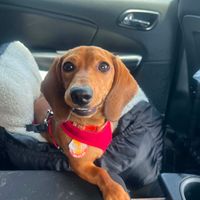 Customer-uploaded image. Click to see more details. The image represents: A brown dachshund dog wearing a red bandana sits in a car seat next to a person in a dark jacket