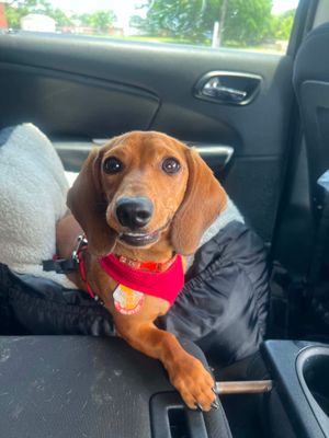 Customer-uploaded image. Click to see more details. The image represents: A brown dachshund dog wearing a red bandana sits in a car seat next to a person in a dark jacket