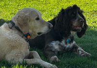 Customer-uploaded image. Click to see more details. The image represents: Two dogs resting on green grass - a light-colored dog wearing a dark harness and a dark-colored dog with white markings wearing a blue collar
