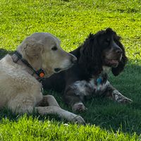 Customer-uploaded image. Click to see more details. The image represents: Two dogs resting on green grass - a light-colored dog wearing a dark harness and a dark-colored dog with white markings wearing a blue collar