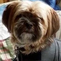 Customer-uploaded image. Click to see more details. The image represents: Small fluffy dog with long brown and white fur wearing a gray shirt, sitting indoors