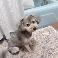Customer-uploaded image. Click to see more details. The image represents: Small gray dog sitting on bathroom rug next to bathtub with toy nearby
