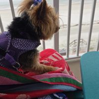 Customer-uploaded image. Click to see more details. The image represents: Small dog wearing purple polka dot harness and blue hair bow sitting on colorful towels, looking out through white balcony railings toward ocean beach