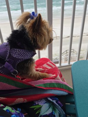 Customer-uploaded image. Click to see more details. The image represents: Small dog wearing purple polka dot harness and blue hair bow sitting on colorful towels, looking out through white balcony railings toward ocean beach