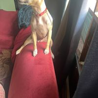 Customer-uploaded image. Click to see more details. The image represents: A tan and white dog wearing a red collar and blue jacket sits on a red couch, looking alert and gazing to the side