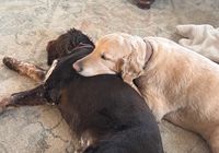 Customer-uploaded image. Click to see more details. The image represents: Two dogs cuddling together on a living room rug, with one light-colored dog resting its head on a darker dog