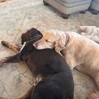 Customer-uploaded image. Click to see more details. The image represents: Two dogs cuddling together on a living room rug, with one light-colored dog resting its head on a darker dog