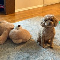 Customer-uploaded image. Click to see more details. The image represents: A small curly-haired dog sitting on a patterned rug next to a large brown teddy bear in a living room with hardwood floors