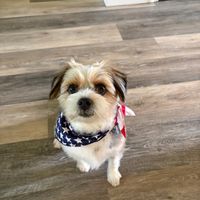 Customer-uploaded image. Click to see more details. The image represents: Small dog wearing patriotic American flag bandana sitting on wooden floor