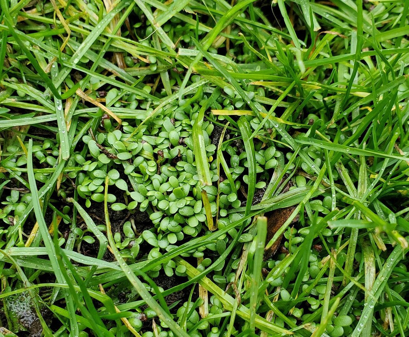 künstliche zeder im topf Ib Laursen Zedernbaum S, künstlich – Das Wohngut