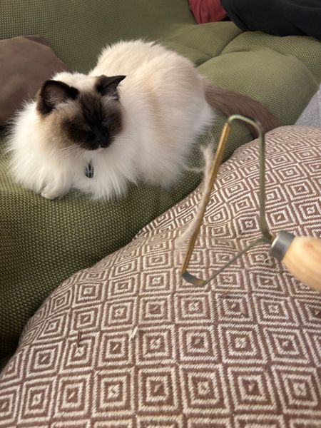 Pet hair collected from a couch using an EEZY Fabric Comb