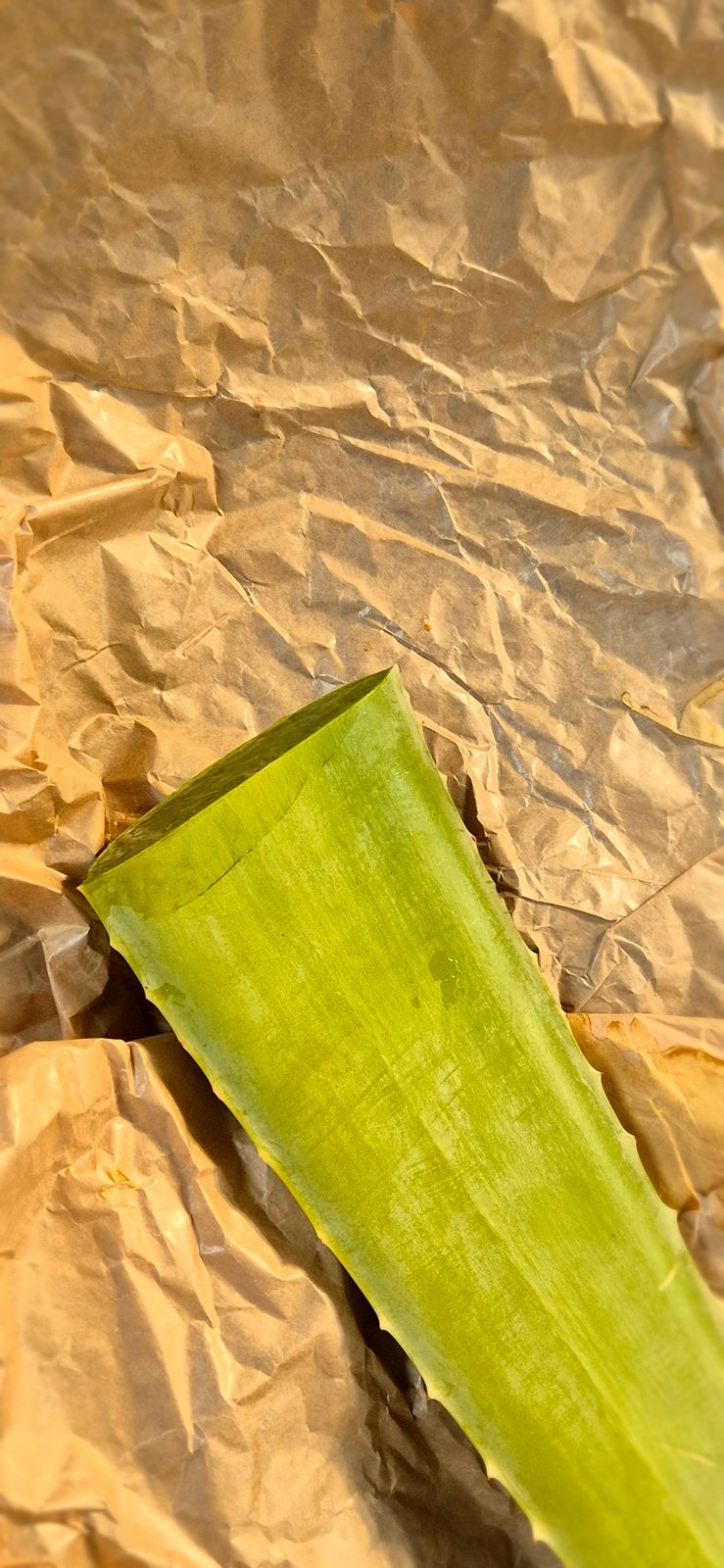 Aloe vera Blatt frisch frisch geliefert