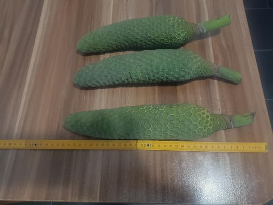 philodendron giganteum Philodendron Giganteumfor Sale