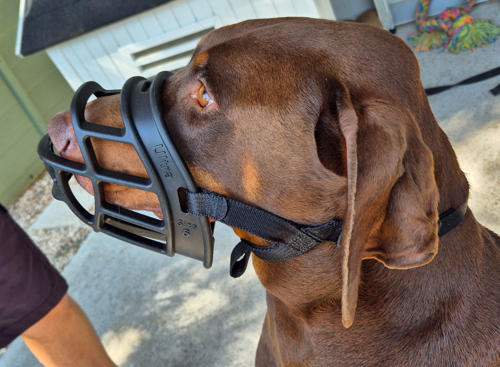 Baskerville Ultra Muzzle for Dogs – Vets Love Pets