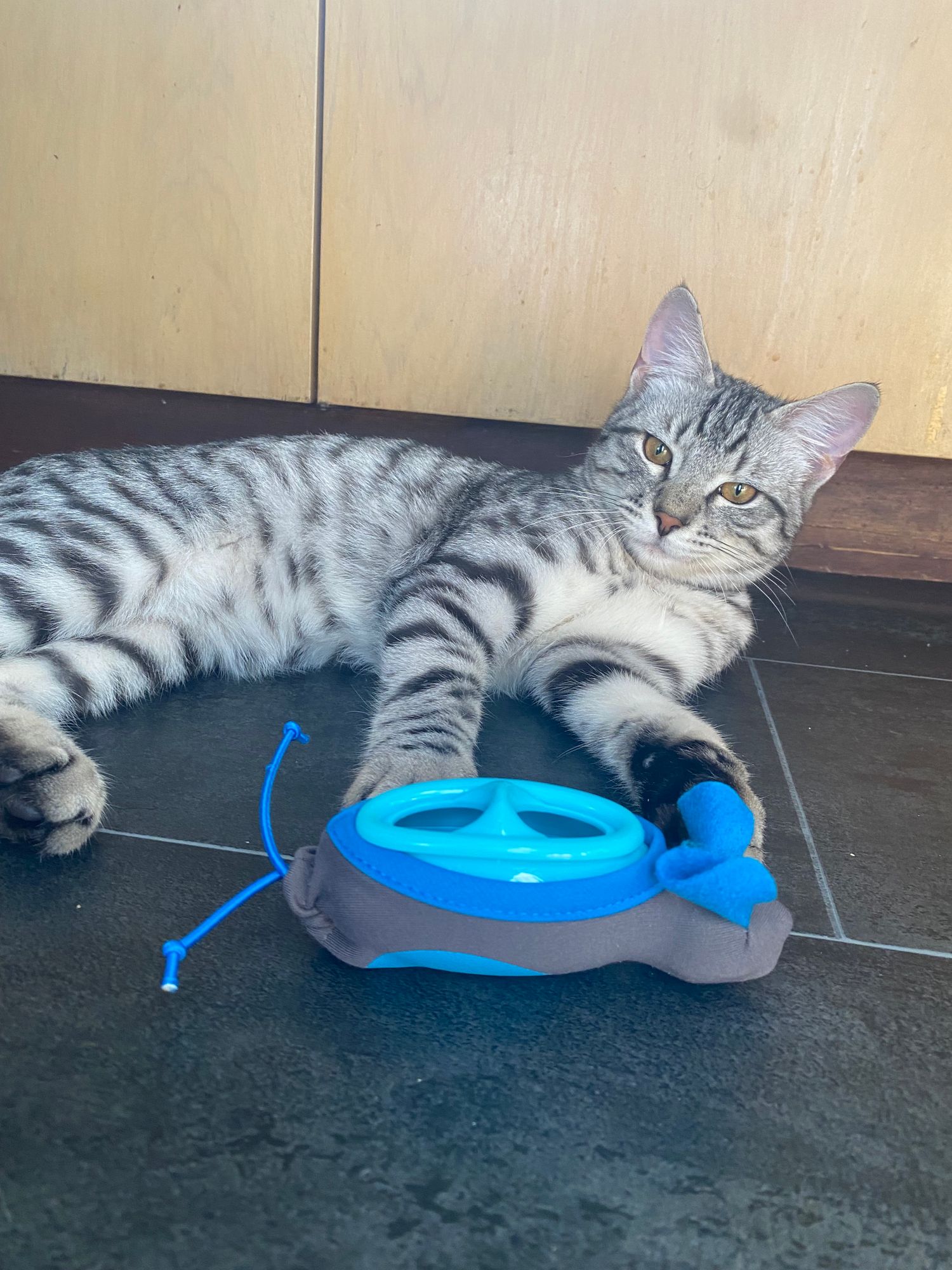 Cat Toy Cat Hunter Feeder Cat Food Dispenser Catit Senses Digger