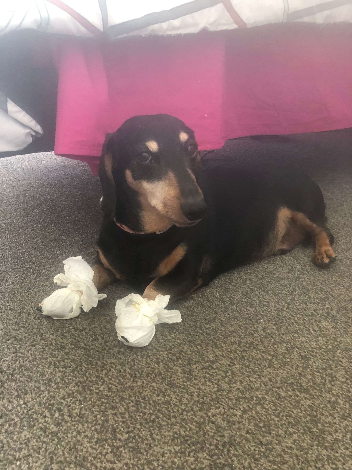 Advocate Aqua for Medium Dogs – Vets Love Pets