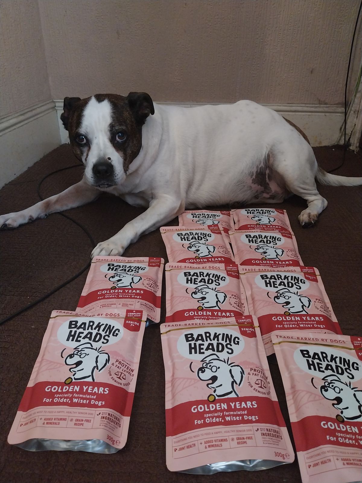 best victor dog food for pitbulls Victor Hi-Pro Plus Dog Food 40 lb