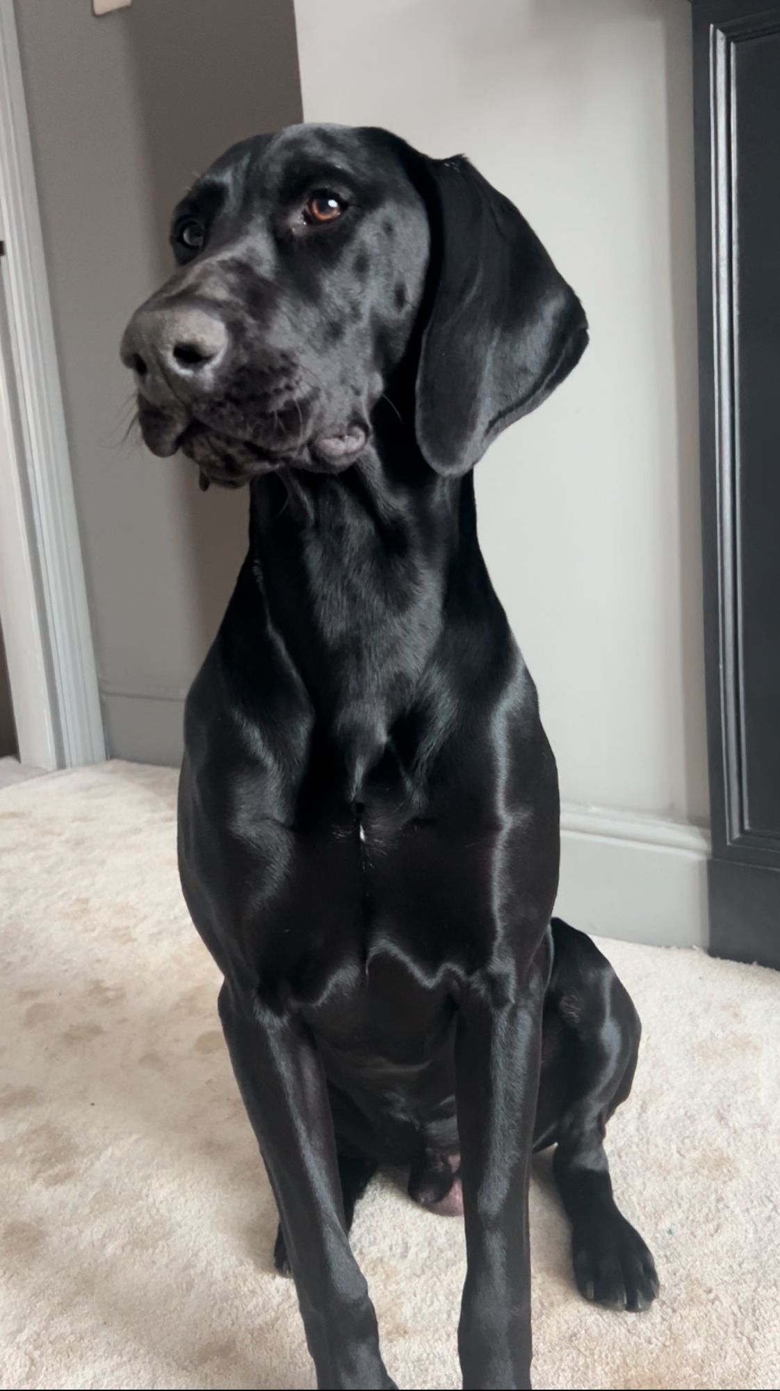 All Hounder Bowl Lickin' Goodness Chicken Dry Dog Food – Barking