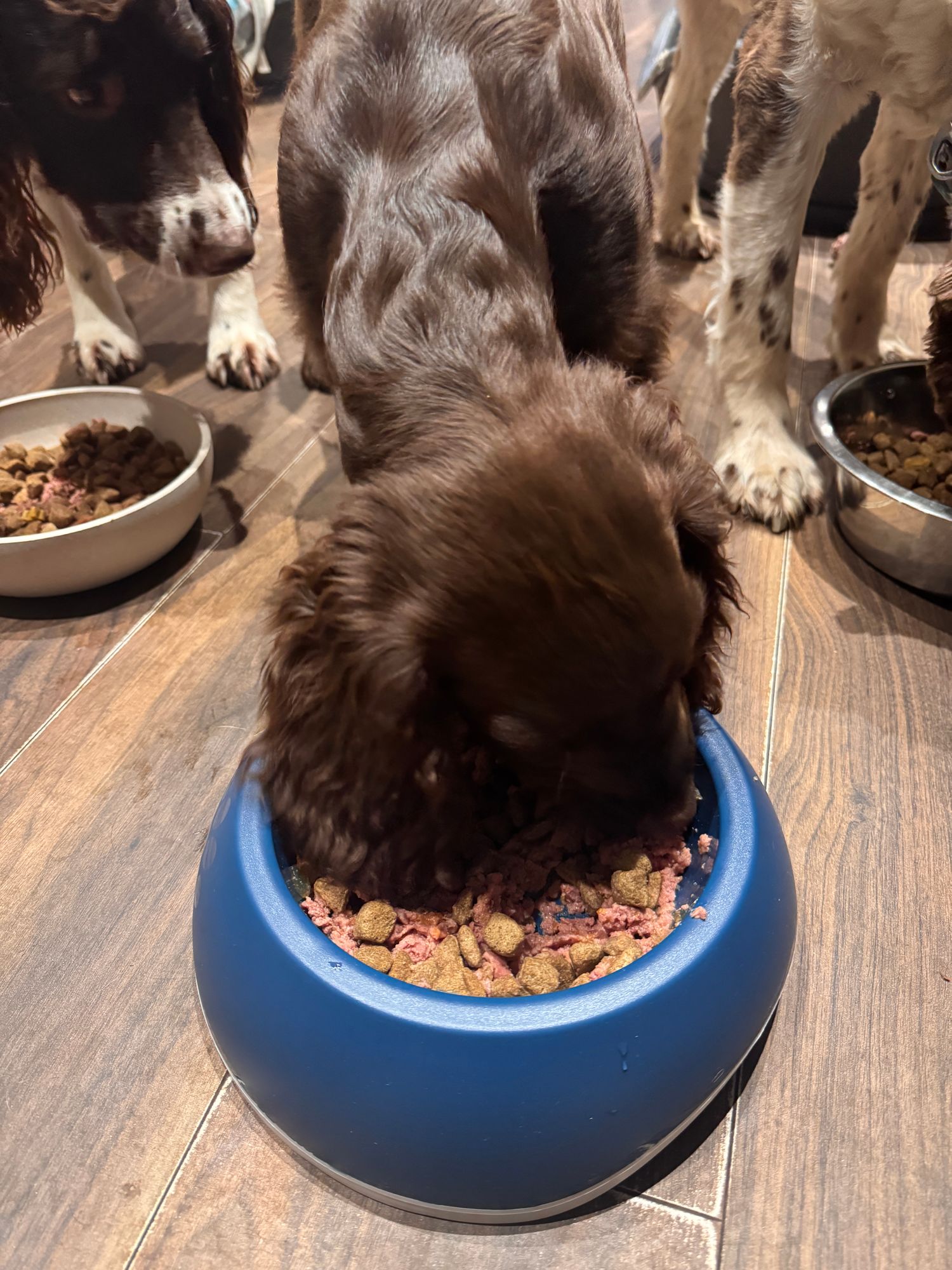 How Much To Feed Goldendoodle Puppy Hopezookingston Best