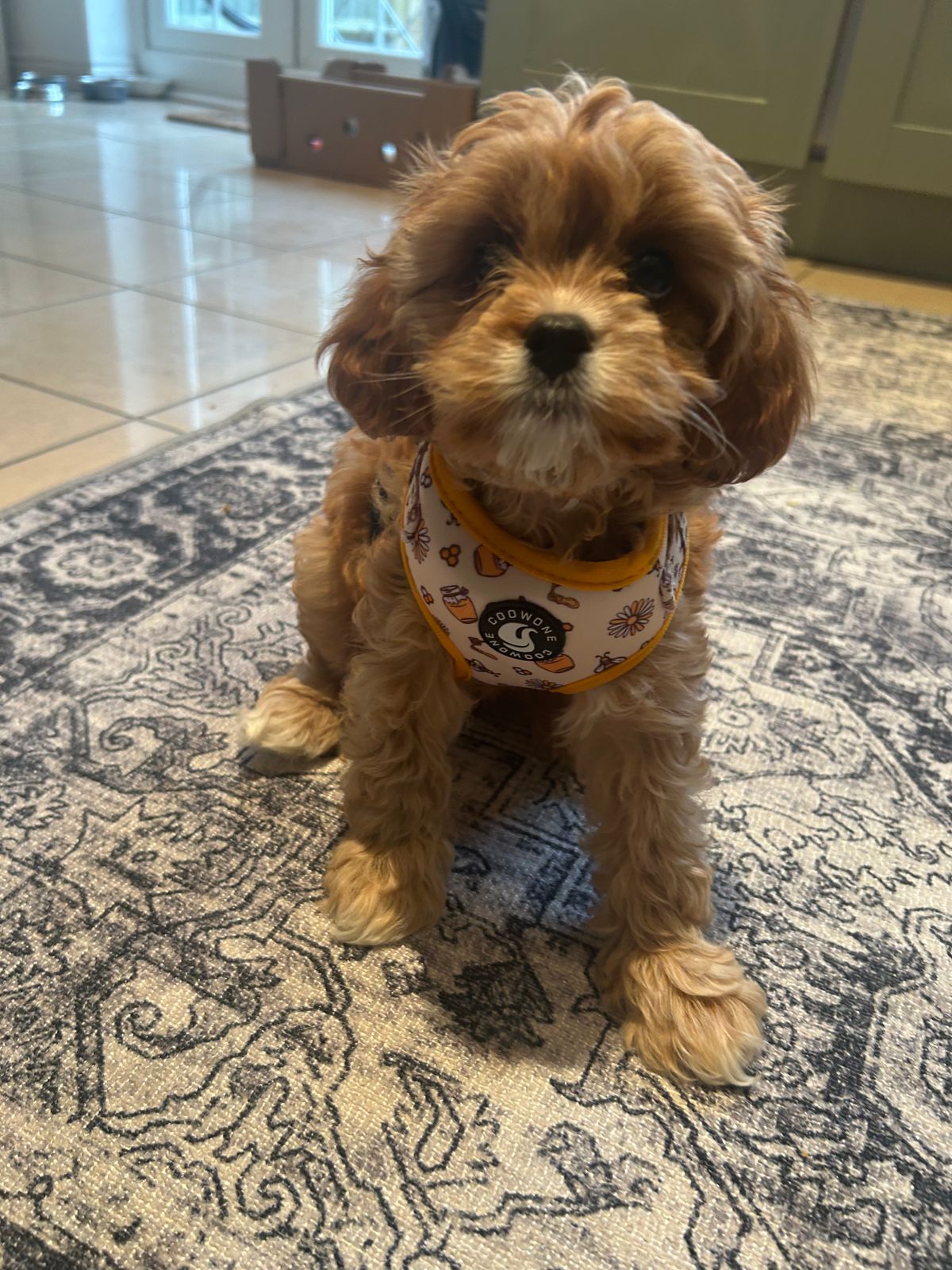 Cavapoo Puppy First Haircut Hot Do Cavapoos Need Grooming Store