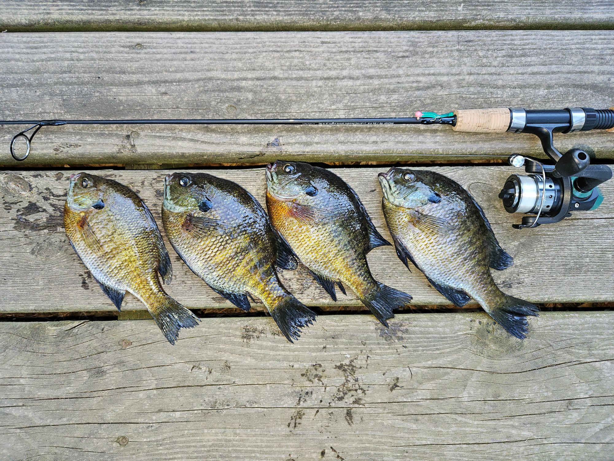 Shakespeare Micro Series Spinning Combo | Shakespeare