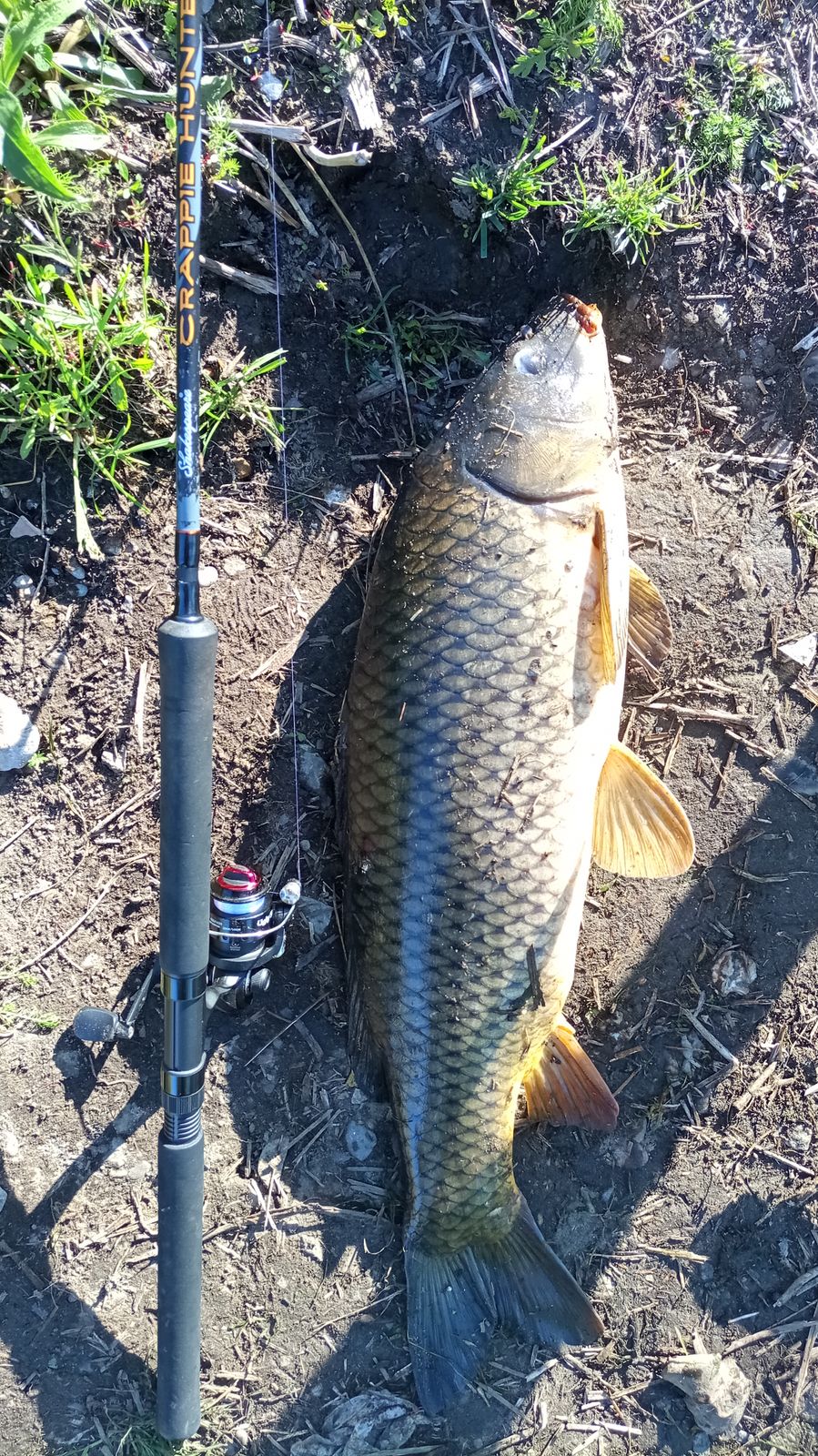 burnips the fishing pole Stick grip cork handle provide excellent feel and balance. Crappie Hunter Spinning Rod