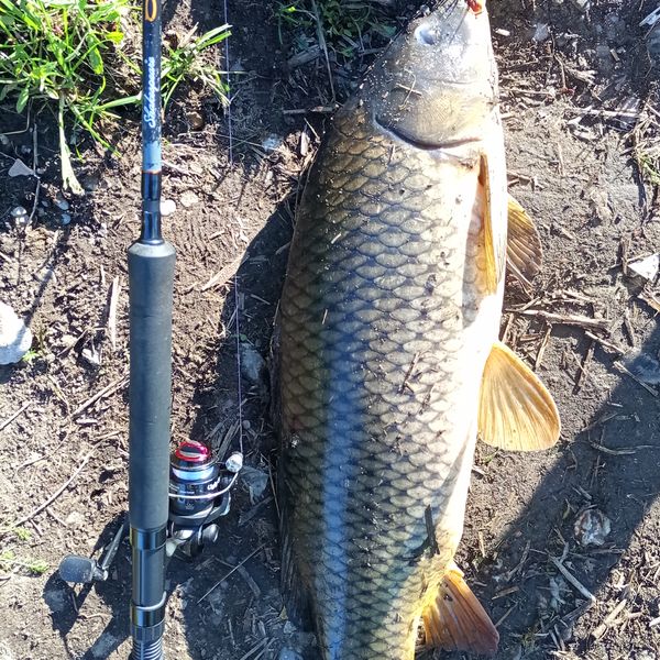 baitcasting rod for crappie Buck's Graphite Casting Rods Rods by Lews Product Spotlight: Jenko Baitcaster Reel
