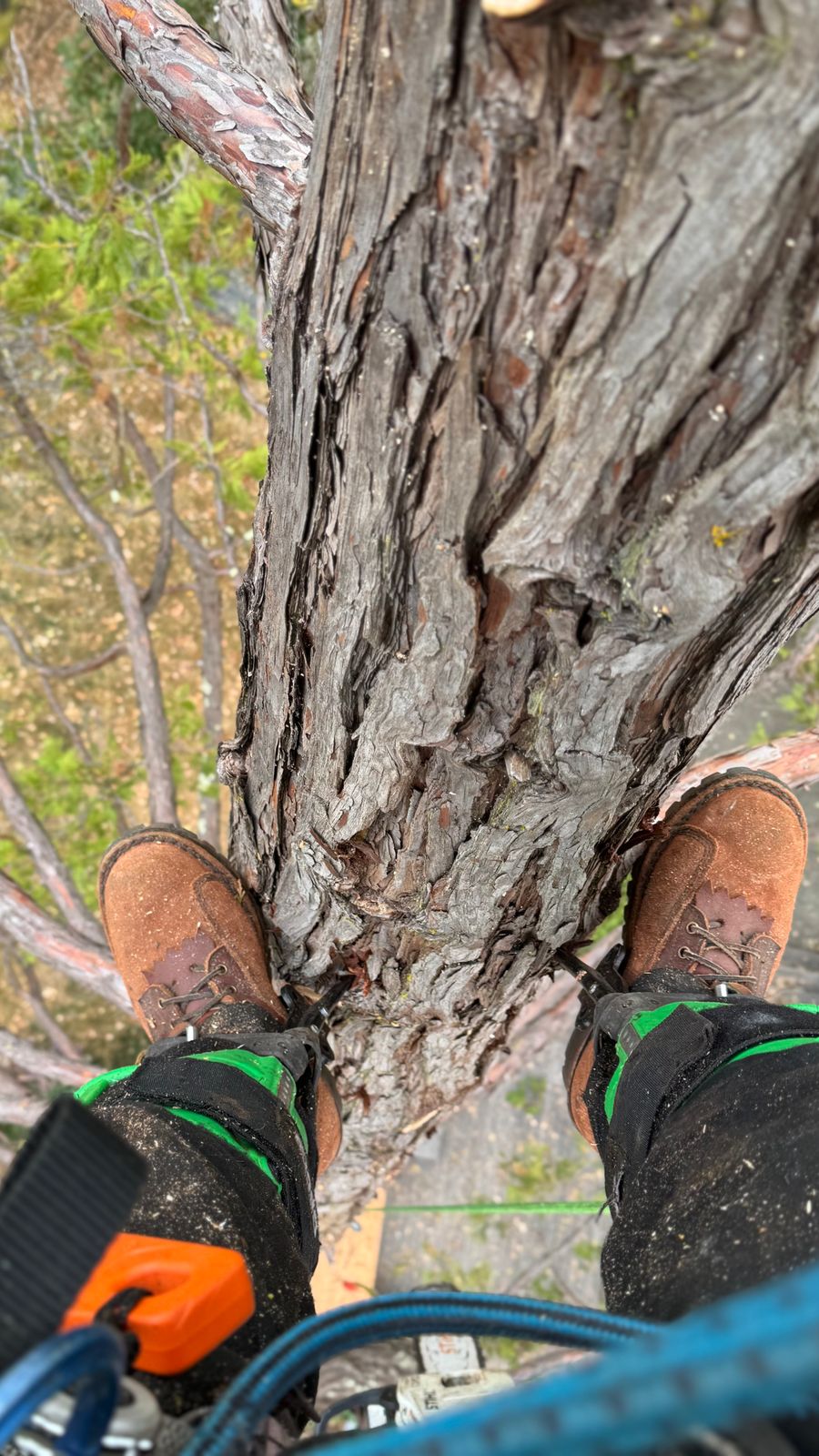 Person wearing hiking boots and climbing gear standing on tree branches during tree climbing or arborist work