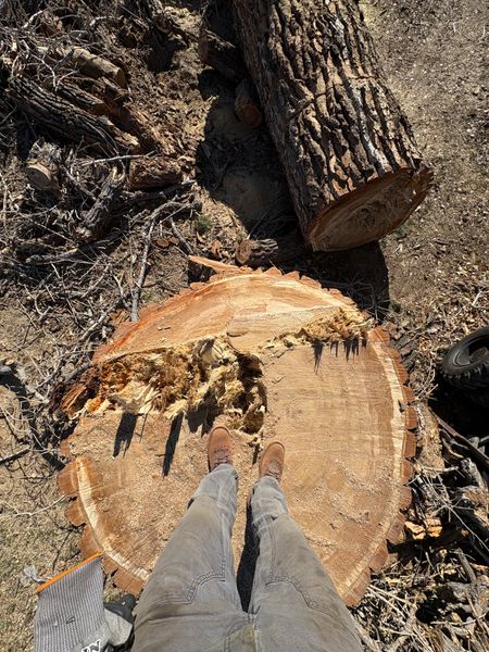 Person standing on freshly cut tree stump with legs and boots visible, surrounded by fallen logs and forest debris