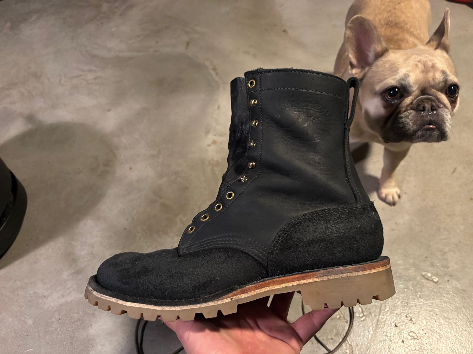 A black leather boot being held in someone's hand with a French Bulldog sitting in the background on a concrete floor
