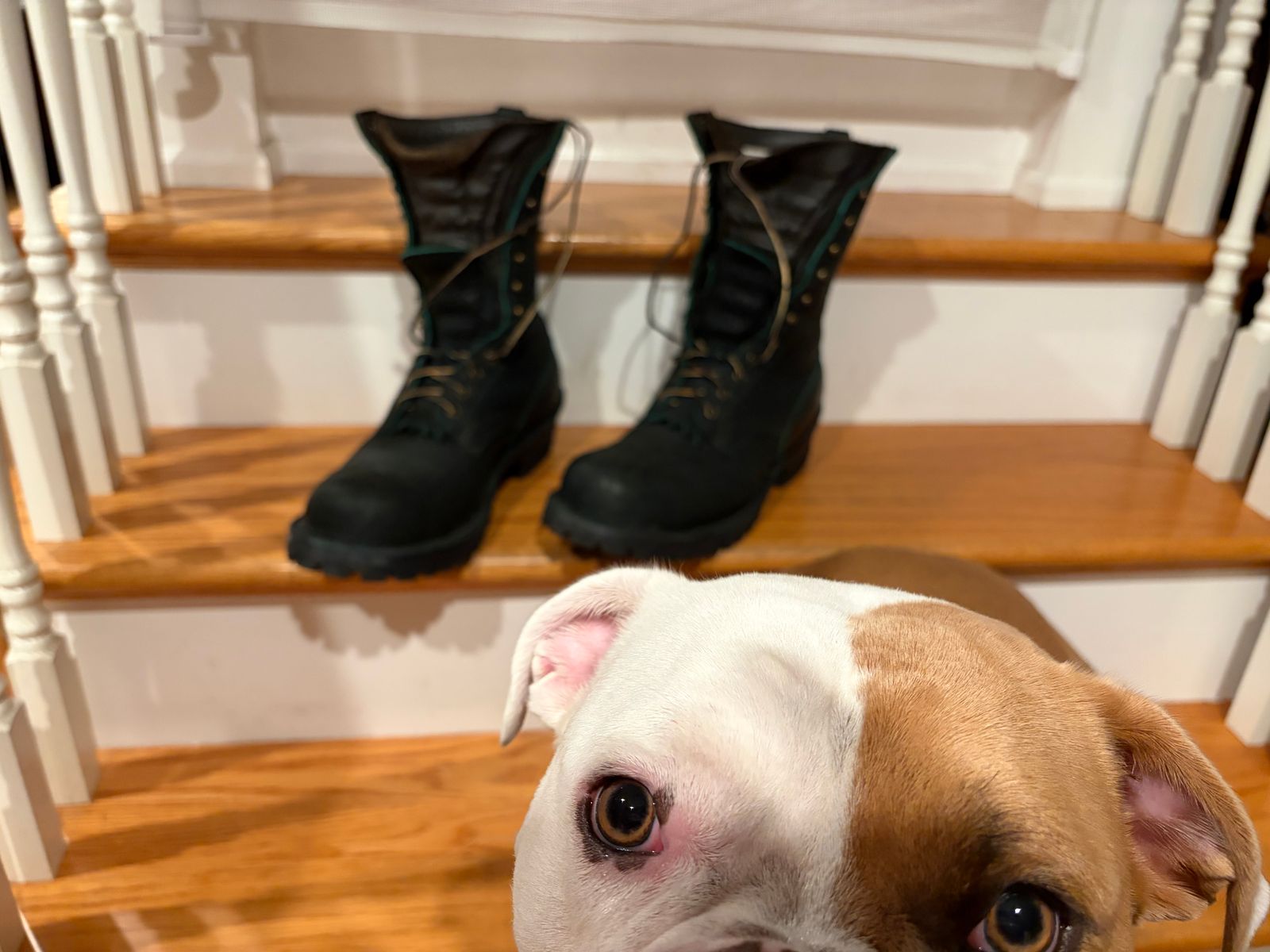 A dog with brown and white markings looks up at the camera on a wooden staircase, with black lace-up boots placed on the steps above.