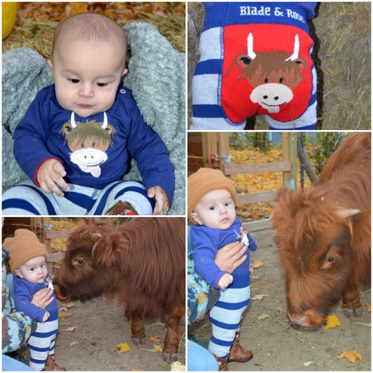 Hamish Highland Cow Top