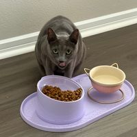 Image 12: Customer-uploaded image. Click to see more details. The image represents: A gray cat with green eyes stands behind a purple feeding mat on a wooden floor. The mat holds a bowl of dry cat food and a decorative teacup-style bowl filled with water. The cat appears to be looking directly at the camera with its mouth slightly open.