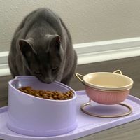 Image 13: Customer-uploaded image. Click to see more details. The image represents: A gray cat eating from a purple food bowl on a matching placemat, with a pink water bowl beside it.