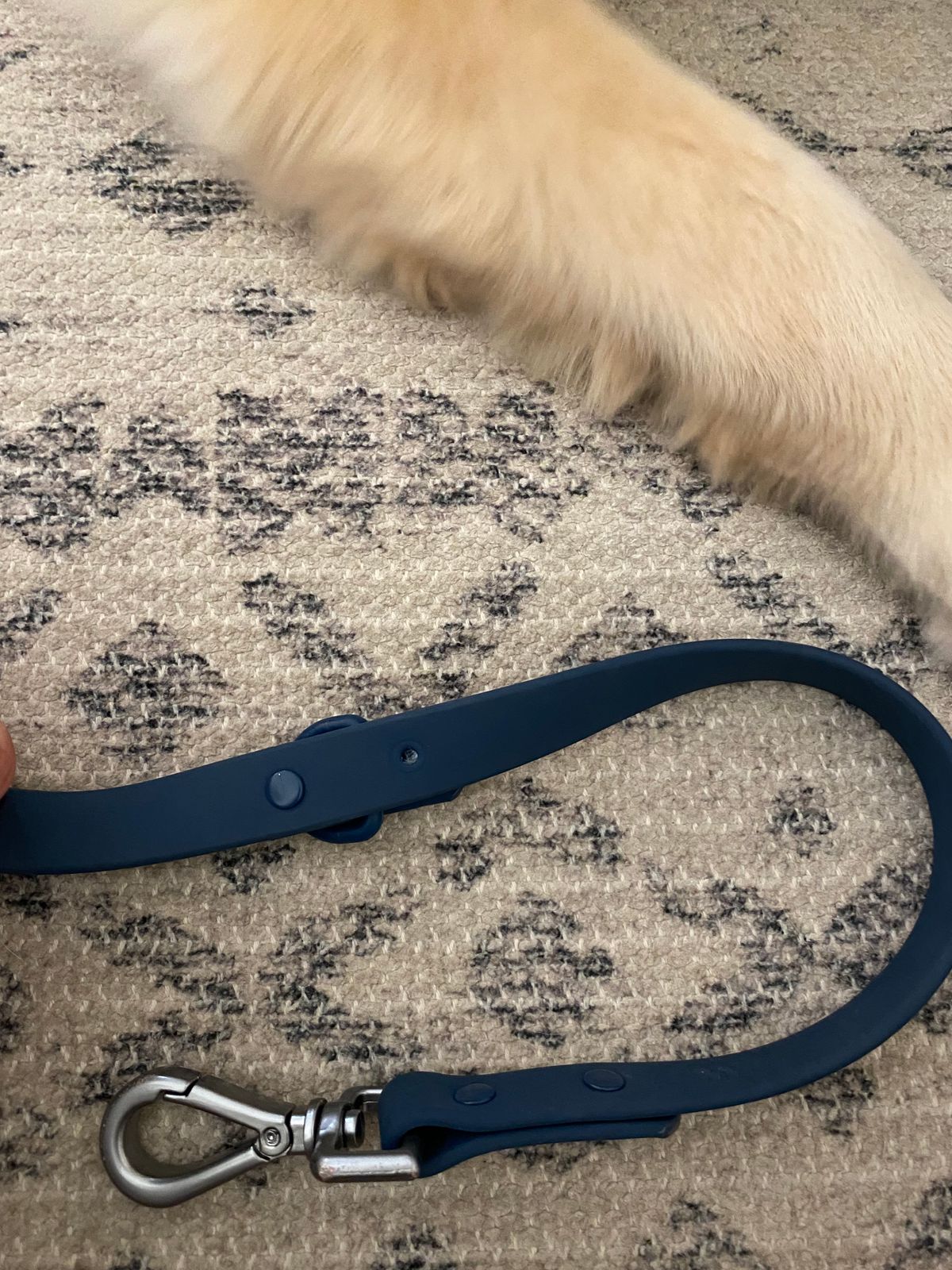 Waterproof Collar + Waterproof Leash Walk Kit  Wild One