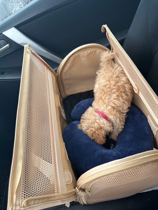 Airplane Seat Traveling With A Dog On Southwest Wild One Airline