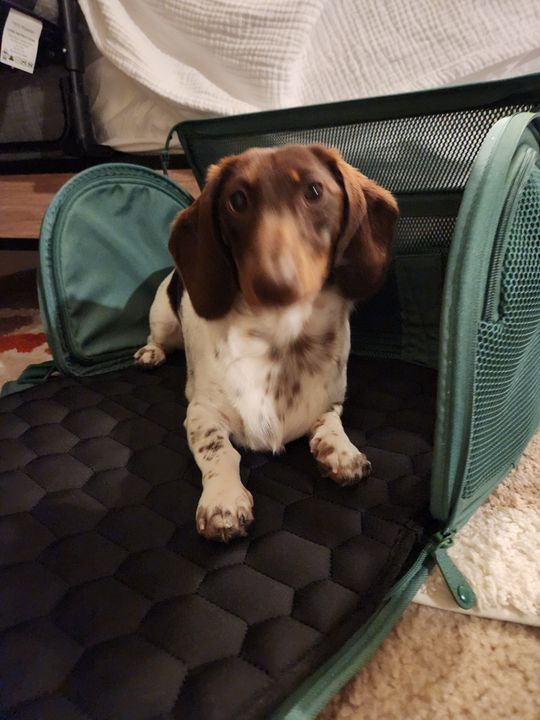 Traveling With a Dog to Canada from the US: Essential Tips Guide