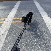 A small black dog on a leash crossing a street at a crosswalk with white striped markings