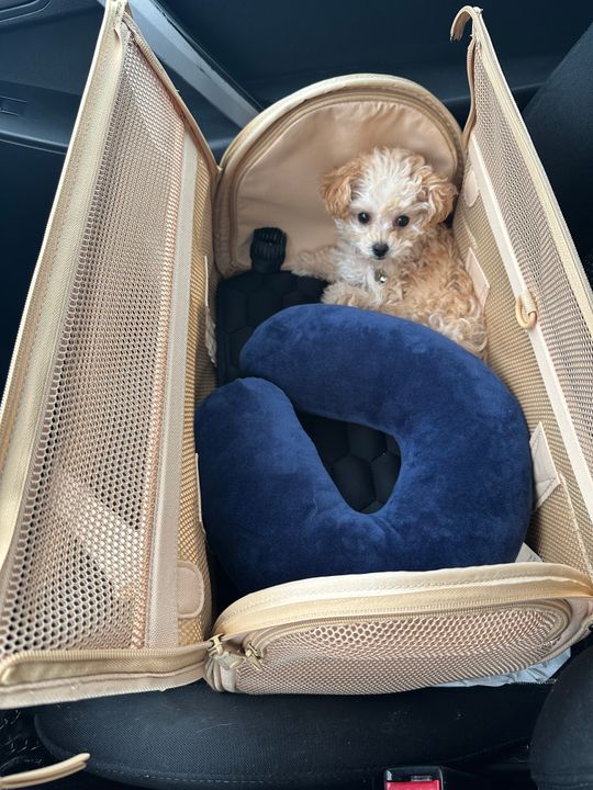 Cargo Hold Bringing Dog On Airplane British Airways Cargo Pet