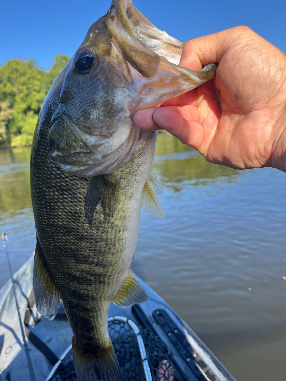 Spin Rocket | Berkley Fishing®