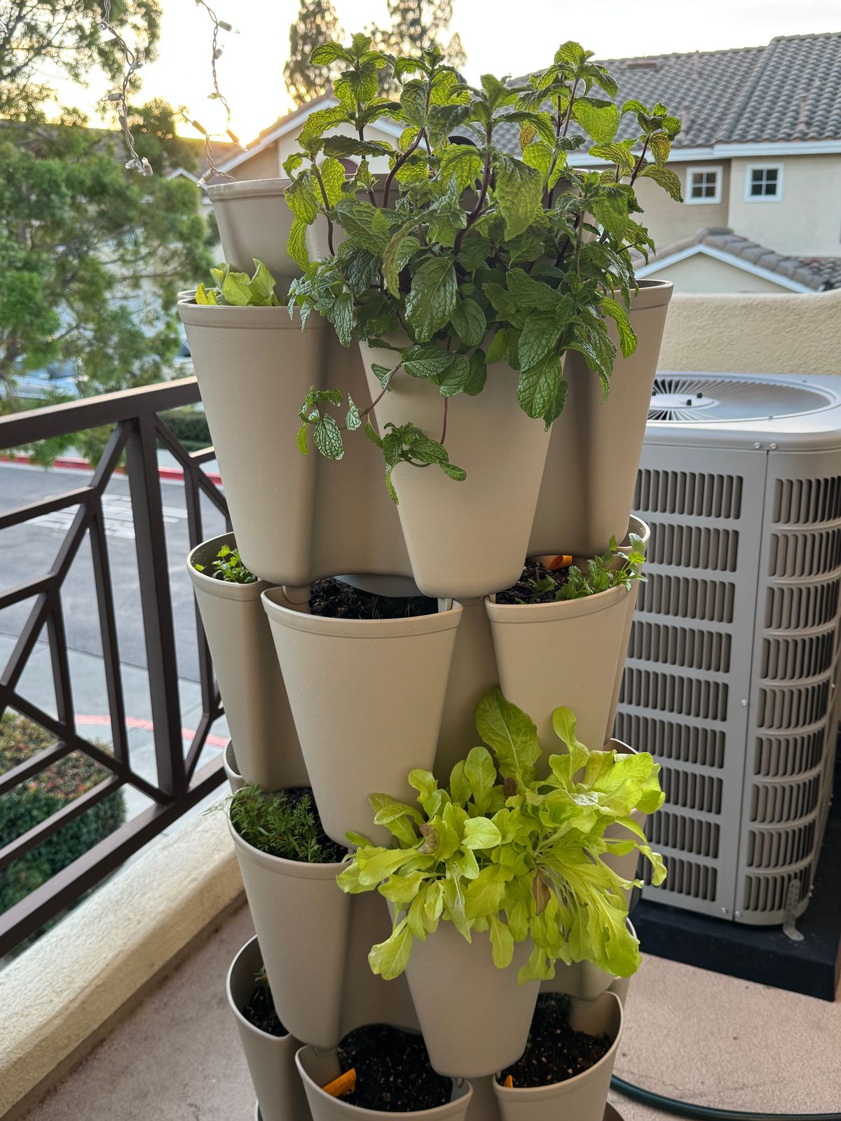 hass avocado plants Hass Avocado Tree for Sale main image 1