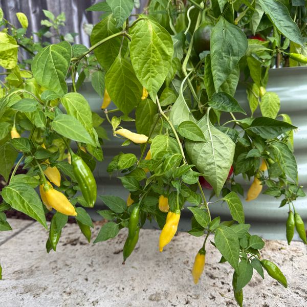 Lemon Drop Chile Pepper Seeds  Epic Gardening