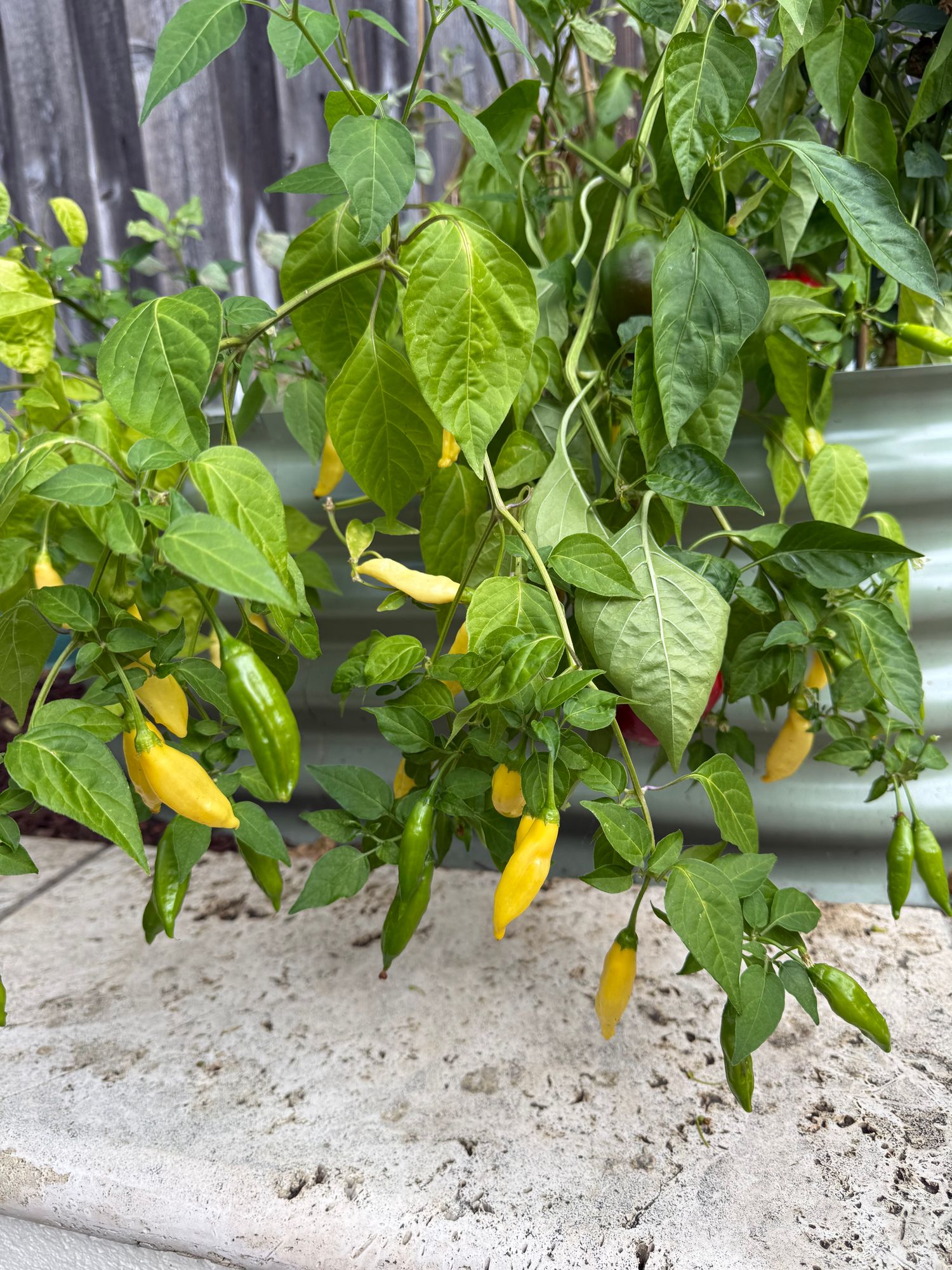 Lemon Drop Chile Pepper Seeds  Epic Gardening